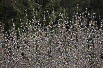 Brambling (Fringilla montifringilla) flock, four million returning to sleeping place during overwintering in Black Forest, Germany