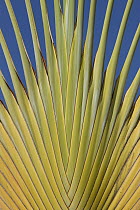 Travelers Palm (Ravenala madagascariensis) frond, Christmas Island, Indian Ocean, Territory of Australia