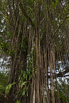 Strangler fig in rainforest showing aerial roots, Christmas Island, Indian Ocean, Territory of Australia