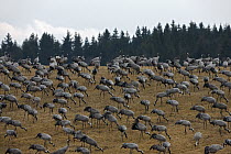 Common Cranes (Grus grus) flock feeding on field, Lake Hornborga, Sweden