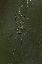 Big-jawed Spider (Nephila sp) female on web, Christmas Island, Indian Ocean, Territory of Australia