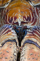Coconut Crab (Birgus latro) close up of face, Christmas Island, Indian Ocean, Territory of Australia