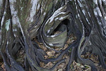 Buttress roots of chestnut tree, Christmas Island, Indian Ocean, Territory of Australia