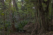 Rainforest interior showing variety of fauna, Christmas Island National Park, Christmas Island, Indian Ocean, Territory of Australia