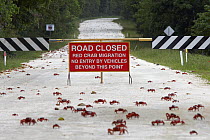 Christmas Island Red Crab (Gecarcoidea natalis) mass crossing closed road during annual migration, Christmas Island, Indian Ocean, Territory of Australia