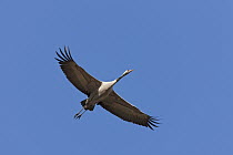Common Crane (Grus grus) flying, Lake Hornborga, Sweden