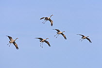 Common Cranes (Grus grus) flock landing, Lake Hornborga, Sweden