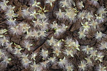 Common Putat (Barringtonia racemosa) flowers on rainforest floor, Christmas Island, Indian Ocean, Territory of Australia