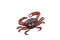 Christmas Island Red Crab (Gecarcoidea natalis), Christmas Island, Indian Ocean, Territory of Australia