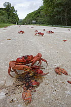 Christmas Island Red Crab (Gecarcoidea natalis) feeding on the remains of another crab crushed on the road, Christmas Island, Indian Ocean, Territory of Australia