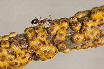 Yellow Crazy Ant (Anoplolepis gracilipes), an invasive species, receiving nutrition from scale insects, Christmas Island, Indian Ocean, Territory of Australia
