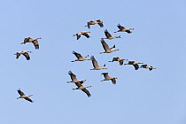 Common Cranes (Grus grus) flock flying, Lake Hornborga, Sweden