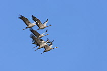 Common Cranes (Grus grus) flock flying, Lake Hornborga, Sweden
