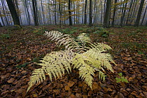 Male Fern (Dryopteris filix-mas) in autumn forest, Hessen, Germany