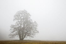 Tree in morning fog, Hessen, Germany