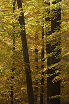 European Beech (Fagus sylvatica) in autumn colors, Hessen, Germany