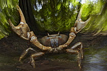 Blue Crab (Discoplax hirtipes) in defensive posture, Christmas Island, Indian Ocean, Territory of Australia