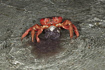 Christmas Island Red Crab (Gecarcoidea natalis) female spawning in shallow water near beach, Christmas Island, Indian Ocean, Territory of Australia