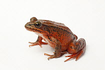 Red-legged Frog (Rana aurora) female, Oregon