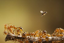 Phorid Fly (Pseudacteon obtusus) female flies above Red Imported Fire Ants (Solenopsis invicta) searching for an ant to implant an egg which eventually kills the ant, the fly is now used to help contr...
