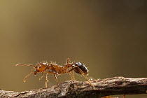 Red Imported Fire Ant (Solenopsis invicta) worker, an invasive introduced species, Texas