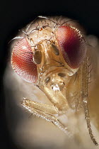 Spotted-wing Fruit Fly (Drosophila suzukii) female showing composite eyes, a pest species to berry and fruit farmers, North America
