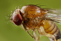 Spotted-wing Fruit Fly (Drosophila suzukii) female, a pest species to berry and fruit farmers, North America