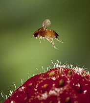 Spotted-wing Fruit Fly (Drosophila suzukii) approaching a fresh strawberry, a pest species to berry and fruit farmers, North America