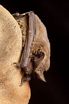 Brazilian Free-tailed Bat (Tadarida brasiliensis) roosting at night, central Texas