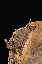 Brazilian Free-tailed Bat (Tadarida brasiliensis) roosting at night, central Texas