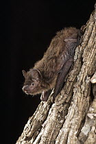 Evening Bat (Nycticeius humeralis) roosting at night, central Texas