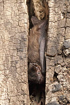 Evening Bat (Nycticeius humeralis) tucked into the crevice of dead snag for a day roost, central Texas