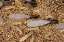 Eastern Subterranean Termite (Reticulitermes flavipes) workers and winged reproductives, central Texas
