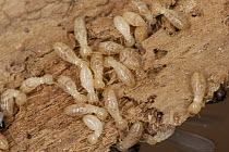 Eastern Subterranean Termite (Reticulitermes flavipes) workers in decaying wood, central Texas