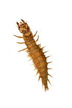 Dobsonfly (Corydalus cornutus) larva, also called a hellgrammite, collected from a small pond in the Lost Pines Forest, central Texas
