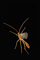 Ichneumon Wasp (Ichneumonidae) is photographed by a high-speed camera on a warm night, central Texas