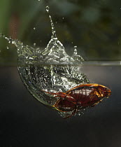 Diving Beetle (Cybister fimbriolatus) jumping into water, photographed with a high-speed camera, central Texas