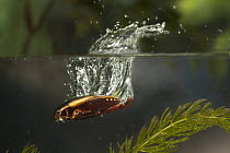 Diving Beetle (Cybister fimbriolatus) jumping into water, photographed with a high-speed camera, central Texas