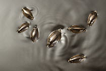 Whirligig Beetle (Dineutus sp) group swimming in water, central Texas
