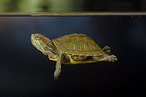 Red-eared Slider (Trachemys scripta elegans) young turtle swimming in water, central Texas