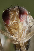 Spotted-wing Fruit Fly (Drosophila suzukii) male, a pest species to berry and fruit farmers showing composite eyes, North America