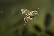Andrenid Bee (Andrena ilicis) flying, Texas