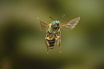 Andrenid Bee (Andrena ilicis) flying, covered with pollen, Texas