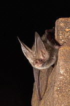 Eastern Big-eared Bat (Corynorhinus rafinesquii), Big Thicket National Preserve, Texas