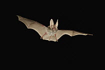 Eastern Big-eared Bat (Corynorhinus rafinesquii) flying at night, Big Thicket National Preserve, Texas