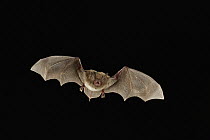 Southeastern Myotis (Myotis austroriparius) bat flying at night, Big Thicket National Preserve, Texas