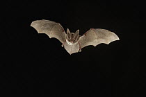 Eastern Big-eared Bat (Corynorhinus rafinesquii) flying at night, Big Thicket National Preserve, Texas