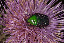 Euphoria Beetle (Euphoria fulgida) collecting nectar from a thistle flower, central Texas
