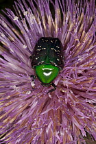 Euphoria Beetle (Euphoria fulgida) collecting nectar from a thistle flower, central Texas