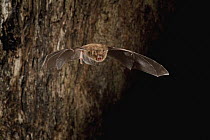 Southeastern Myotis (Myotis austroriparius) bat emerges from a hollow tree roost at dusk, central Texas